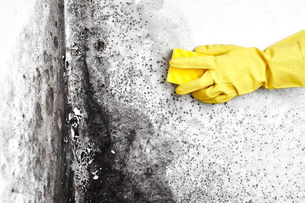 Best DIY Mold Remediation Support Services in Bethel Manor, VA