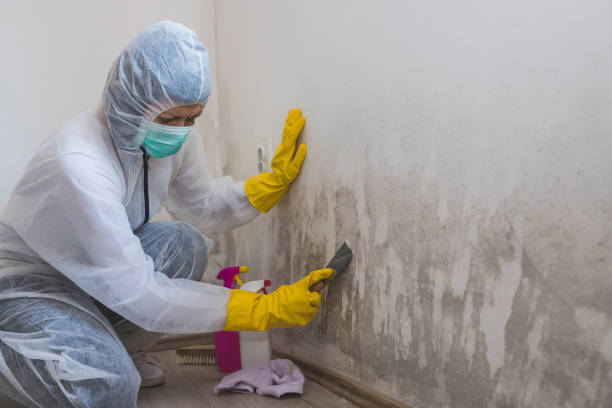 Best White Mold Remediation in Bethel Manor, VA