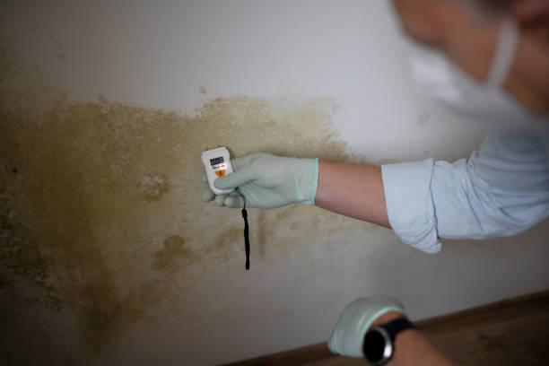 Best HVAC Mold Remediation in Bethel Manor, VA