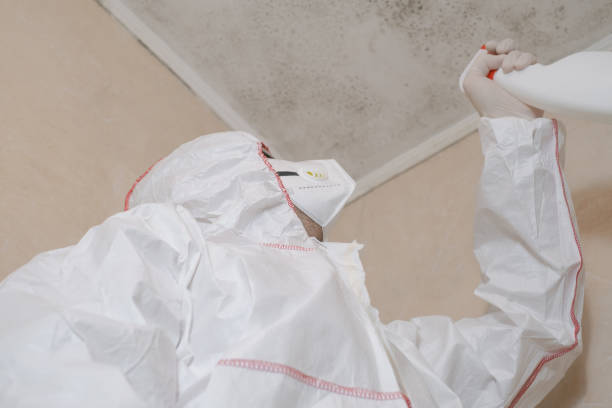 Best Basement Mold Remediation in Bethel Manor, VA