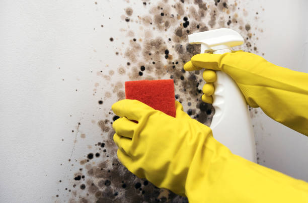 Best Emergency Mold Remediation in Bethel Manor, VA