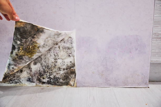 Best Residential Mold Remediation in Bethel Manor, VA